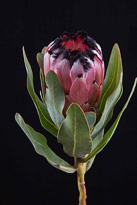 Protea-Protea Black Beauty